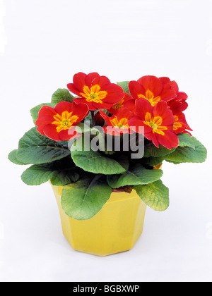 Garten Primel (Primula Acaulis-Hybrid, Primula Vulgaris-Hybrid), Topfpflanze mit roten Blüten, Studio Bild. Stockfoto