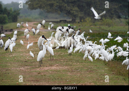 Jabiru, Jabiru Mycteria, Silberreiher und Snowy Reiher, Casmerodius Albus und EGRETTA THULA, PANTANAL, Brasilien Stockfoto