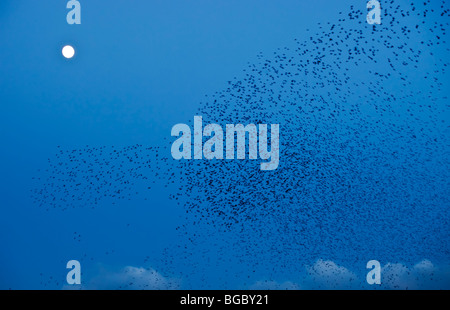 Eine große Starling Herde Nummernschema Zehntausende vor dem Hintergrund einer aufgehenden Mond fliegen Stockfoto