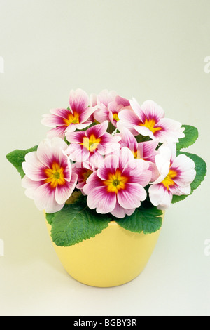 Garten Primel (Primula Acaulis-Hybrid, Primula Vulgaris-Hybrid), Topfpflanze mit rosa Blüten, Studio Bild. Stockfoto