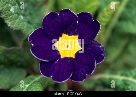 Garten Primel (Primula Acaulis-Hybrid, Primula Vulgaris-Hybrid), blaue Blume. Stockfoto