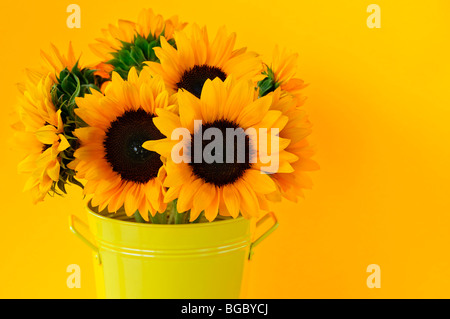 Strauß Sonnenblumen in gelben Metall vase Stockfoto