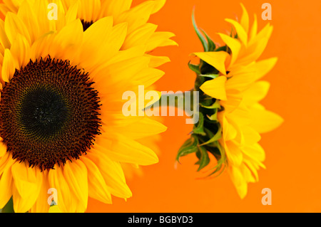 Nahaufnahme von Sonnenblumen Blumen auf orangem Hintergrund Stockfoto
