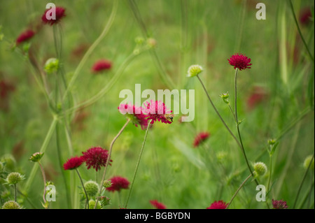 Knautia macedonica Stockfoto