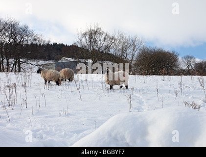 Swaledale Schafen im Schnee oberen Teesdale County Durham Stockfoto