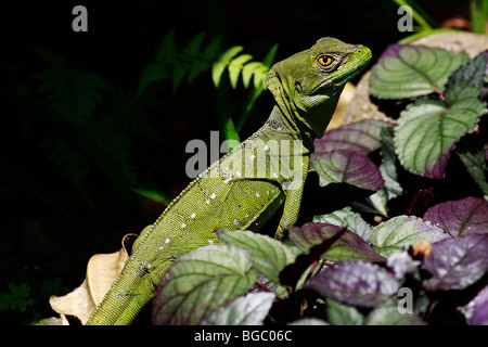 R - 244D, JESUS CHRIST LIZARD IN VERLÄSST Stockfoto