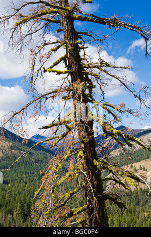 Ponderosa Pine Haken mit Flechten wachsen auf seinen Zweigen. In der Nähe von Sun Mountain Lodge, Washington, USA. Stockfoto