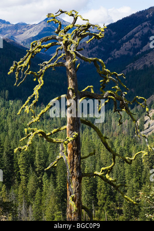 Eine alte Haken mit Flechten wachsen auf seinen Zweigen. In der Nähe von Sun Mountain Lodge, Washington, USA. Stockfoto