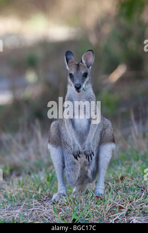 Whiptail, oder ziemlich konfrontiert, Wallaby, Macropus Parryi, Cooktown, Queensland, Australien Stockfoto
