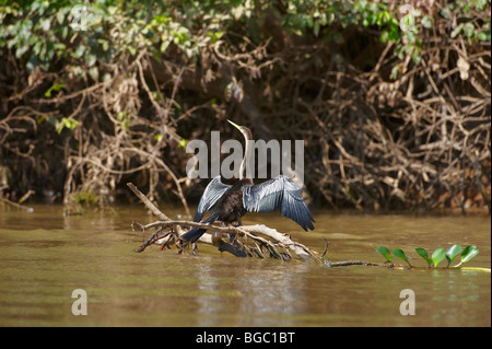 Anhinga oder amerikanischen Darter trocknen seine Flügel, Anhinga Anhinga, PANTANAL, MATO GROSSO, Brasilien, Südamerika Stockfoto