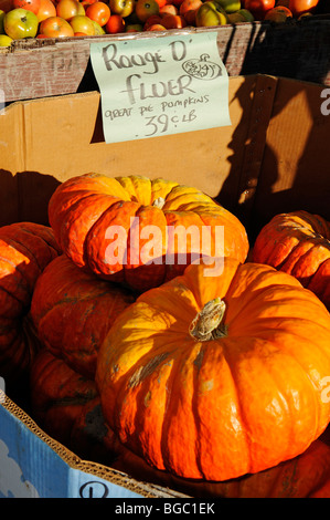 Kürbisse, Okanagan Valley, British Columbia, Kanada Stockfoto