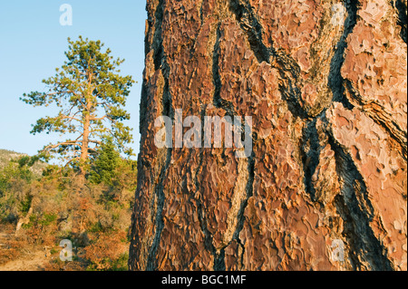 Baum und Rinde, Gelb-Kiefer (Pinus Ponderosa) Sand Harbor State Park, Lake Tahoe, Nevada Stockfoto