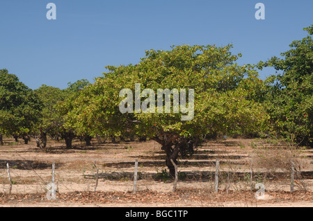 Caju (Anacardium Occidentale) Bäume mit roten Früchten in Plantage Stockfoto