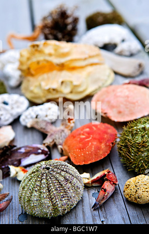 Verschiedene Arten von Meereslebewesen vom Atlantischen Ozean in Neufundland, Kanada Stockfoto