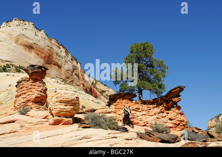 Wanderer, Checkerboard Mesa, Zion Nationalpark, Utah, USA Stockfoto