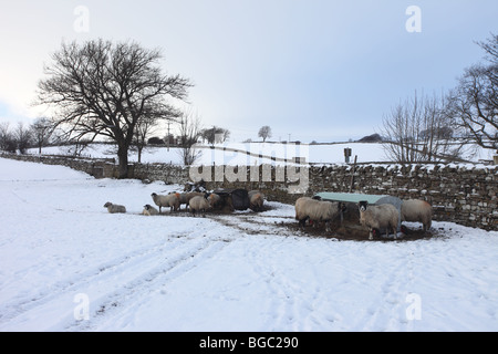 Swaledale Schafen Fütterung im Winter schneit Bowlees oberen Teesdale County Durham UK Stockfoto