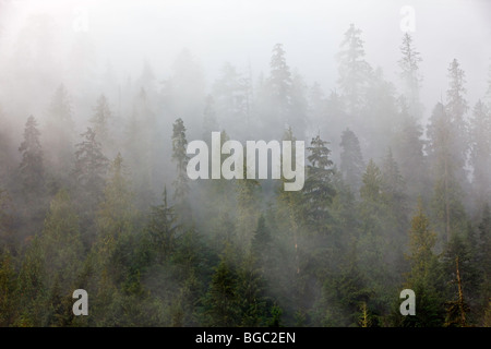 Nebel gehüllt Bäume auf dem Crowsnest Highway in Manning Park (E C Manning Provincial Park), Britisch-Kolumbien, Kanada. Stockfoto