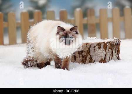 Neva Masquarade / sibirische Waldkatze, Sibirische Katze, Sibirien, Neva Masquerade Stockfoto