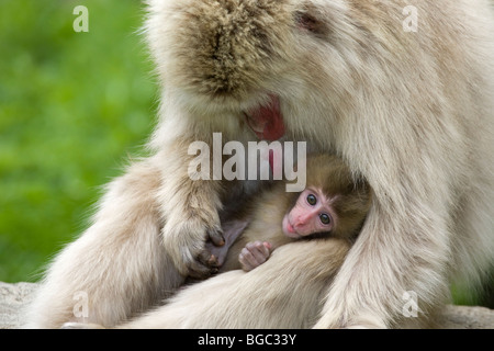 Japanische Makaken-Mutter (Macaca fuscata), die ihr Äffchen in der Präfektur Nagano, Honshu Island, Japan, pflegt Stockfoto