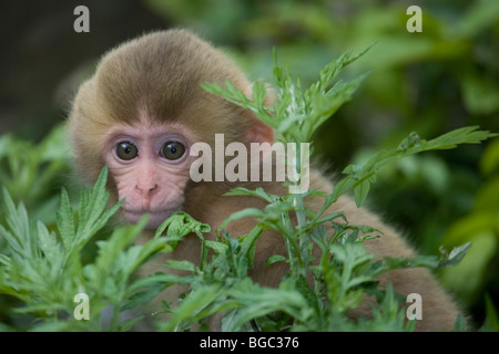 Japanischen Makaken (Macaca Fuscata) Baby spähte durch Blätter Stockfoto