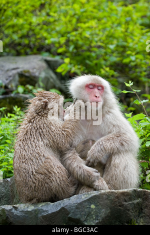 Junger japanischer Makak (Macaca fuscata), der einen erwachsenen Affen im Wald der japanischen Alpen auf der Honshu-Insel, Japan, aufhält Stockfoto