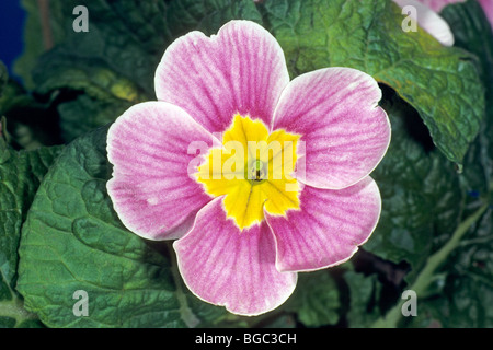 Garten Primel (Primula Acaulis-Hybrid, Primula Vulgaris-Hybrid), rosa Blume. Stockfoto