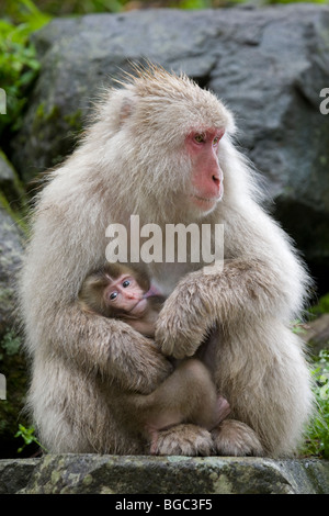 Japanischer Makaken (Macaca fuscata), eine stillende Mutter, junger Affe im japanischen Alpenwald auf der Insel Honshu, Japan Stockfoto