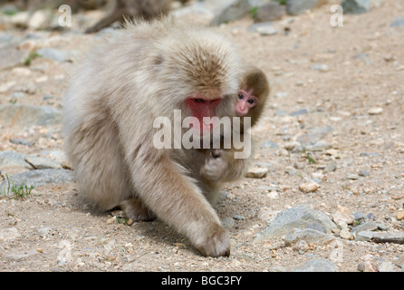 Japanische Macaque-Mutter (Macaca fuscata), die ein Neugeborenes im Arm trägt, während sie auf dem Boden forscht, Japan Stockfoto