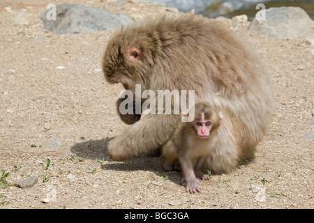 Japanischen Makaken (Macaca Fuscata) Baby erkunden, während Mutter Futter Stockfoto