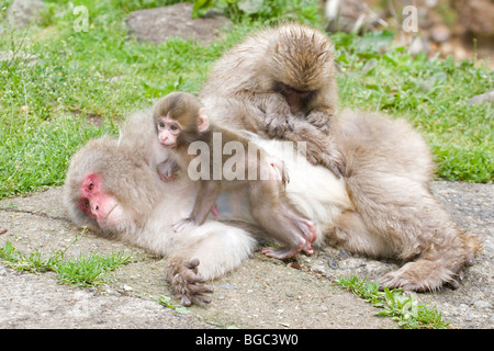 Wilde japanische Makaken-Familie (Macaca fuscata): Junge Affen, die Mutter mit Baby im Jigokudani Monkey Park auf der Honshu Insel, Japan, pflegen Stockfoto