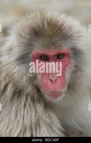 Japanischen Makaken (Macaca Fuscata) Stockfoto