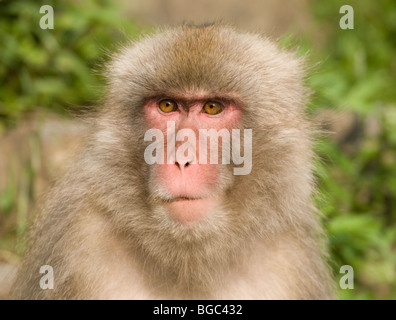 Japanischen Makaken (Macaca Fuscata) Stockfoto