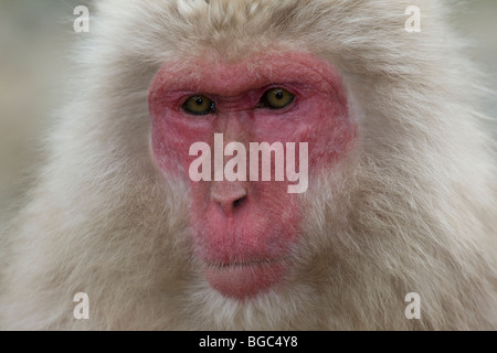 Japanischen Makaken (Macaca Fuscata) Stockfoto