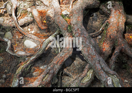 Kiefer Baumwurzeln zeigte auf einen verschlissenen Weg im Rothiemurchus Forest, in der Nähe von Aviemore, Inverness-Shire, Schottland, Vereinigtes Königreich. Stockfoto