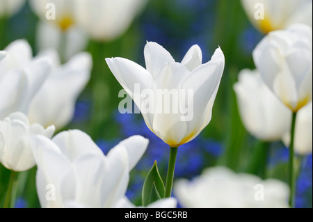 Tulpen (Tulipa), weiß Stockfoto