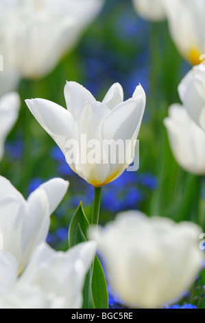 Tulpen (Tulipa), weiß Stockfoto