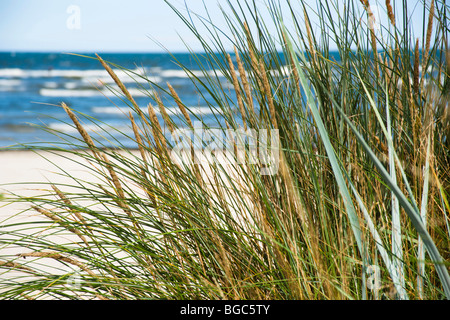 Strandhafer (Ammophila) Stockfoto