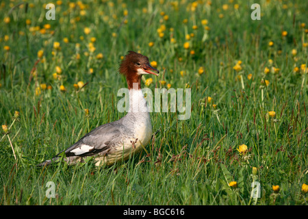 Gemeinsamen Prototyp (Mergus Prototyp), weibliche Löwenzahn Wiese, Allgäu, Deutschland, Europa Stockfoto