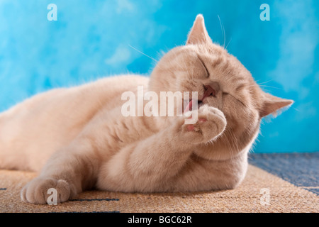 Britisch Kurzhaar Katze leckt seine Pfote liegend Stockfoto