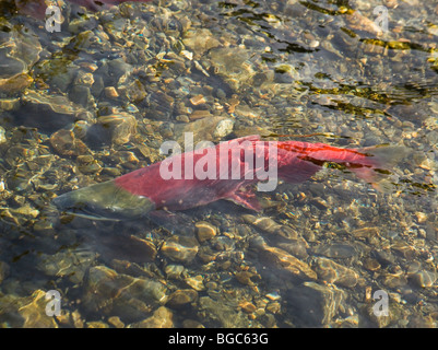 Laichen männlicher Rotlachs (Oncorhynchus Nerka), fish Klukshu River, am historischen Klukshu First Nation Camp, Kluane National P Stockfoto