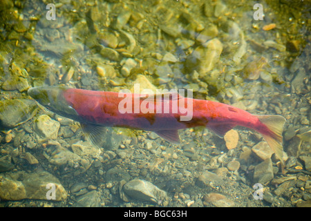 Laichen weiblicher Rotlachs, Oncorhynchus Nerka Klukshu River, im historischen Klukshu First Nation Fish Camp, Kluane National Stockfoto