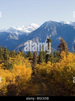Indischer Sommer Pappelbaum Blätter in Herbstfarben, Wanderweg, Blick vom Sheep Mountain, St. Elias Mountains, Kluane National Stockfoto