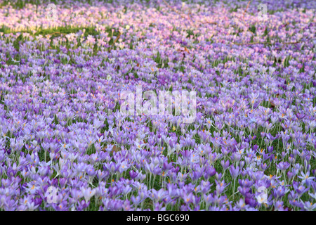 Crocus Teppich lila Blumen außerhalb Trinity College auf dem Rücken von Cambridge. England-UK, Frühling. Stockfoto