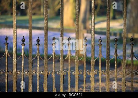 Eisentor, Geländer des Trinity College in Cambridge mit Blick auf einen Teppich von Krokus in der frühen Morgensonne. Stockfoto