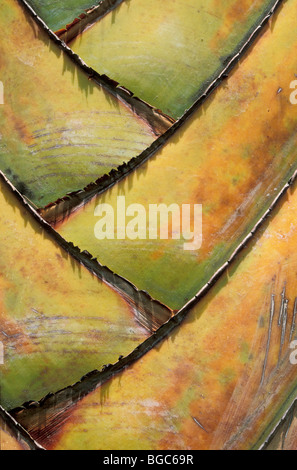 Baum des Reisenden oder Palm des Reisenden (Ravenala Madagascariensis), Detail, Botanischer Garten Singapur, Singapur, Süd-Ost-Asien Stockfoto