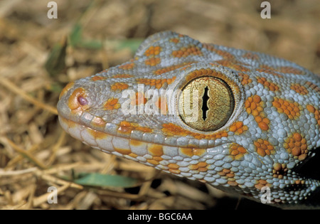Tokay Gecko (Gekko Gecko), Khao Sok, Thailand, Südostasien Stockfoto