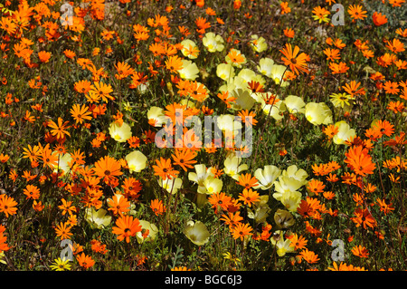 Frühling Blumen (Ursinia Cakilefolia) und Grielum Humifusum, Goegap Nature Reserve, Namaqualand, Südafrika, Afrika Stockfoto