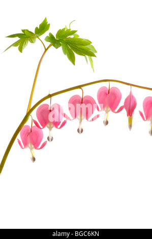 Tränendes Herz (Dicentra Spectabilis) Stockfoto