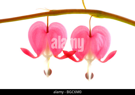 Tränendes Herz (Dicentra Spectabilis) Stockfoto