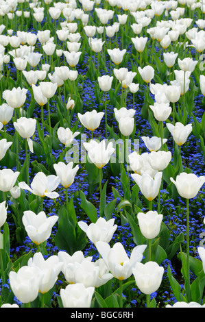 Tulpen (Tulipa) Stockfoto